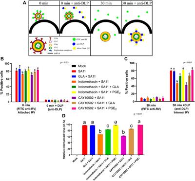 Corrigendum: Rotavirus-Mediated Prostaglandin E2 Production in MA104 Cells Promote Virus Attachment and Internalisation, Resulting in an Increased Viral Load